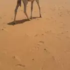 قعدان مفاريد