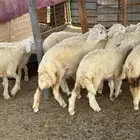 رخال بريه إنتاج المراح