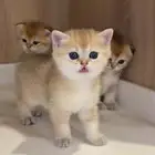 قطط للبيع سكوتش