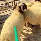 جذعان نعيم بلدي