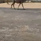 البل