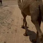 بكره دبيانيه مفروده