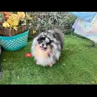 pomeranian for sale