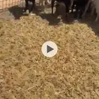 جفرات جذعات شحم فل