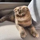 قط سكوتش فولد