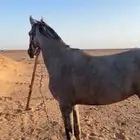 حصان جزيري سرعه وطرب