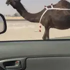 مجهم ضروبه فاخره