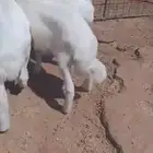 للبيع بهم حري