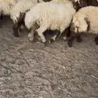 ذبابح خرفان ورخال بلدي