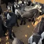 تيوس للبيع