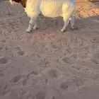 فحل بورقت بيور اصل الاصل تممم البيع