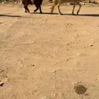 نعيم مقنوي خلفات