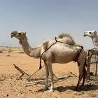 خلفه تحتها بكره