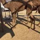 حشوا نظاف طيببه