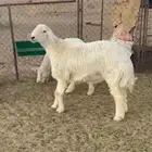 للبيع خرف حري العمر7 شهور