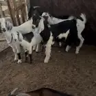 تيوس مخاصي