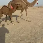 خلفة ساحلية مصغر حمراء