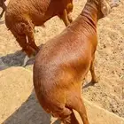 سواكن مرابي