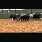 عرض بيع جذعات