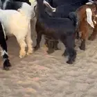 تيوس