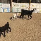 جذعه تحتها ثنين