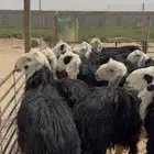 ذبايح نجد جذعان