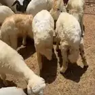 بهم مهجن رفيدي وحري