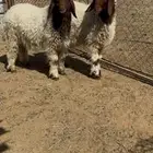 خرقان نعيم هرافا