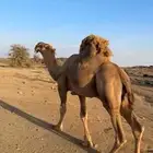 بعير حمر باتلي
