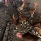 دجاج وديكه بلدي