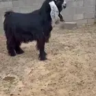 تيس عارضي فحل صنف ابوه معروف