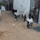 عنز حليب وتيس رضاع