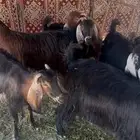 معزا