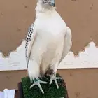 جير بيور للبيع