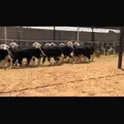 عرض بيع جذعات
