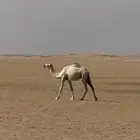 بكره حقه شقحاء