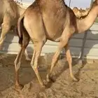 قعدان فل الفل