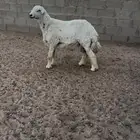 للبيع خروف طيب ويسرح