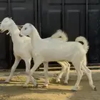 جفار بيشيات صنف