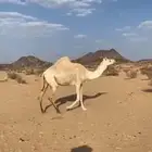 ناقة لقحة لها ثمان شهور شبب