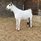 عنز بيشي صنف فاخره الحروم النادره