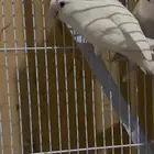 روز البينو