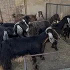 معزا ولد 8 تحتها 16 متاومات