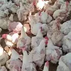 دجاج