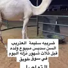 ضريبه وضحا