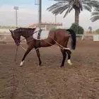 فرس قفز انجليزيه شعبيه