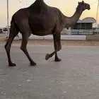 لقحه مجهم طيبه