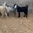 للبيع جفار جذعات