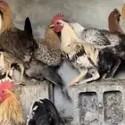 ديك كفو