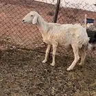 للبيع شاه حريه